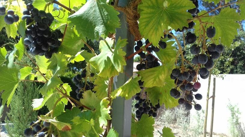 La Mathilde Bed & Breakfast Villeneuve-les-Avignon Luaran gambar
